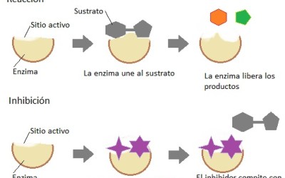 La importancia de las enzimas en la cosmética