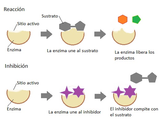 La importancia de las enzimas en la cosmética